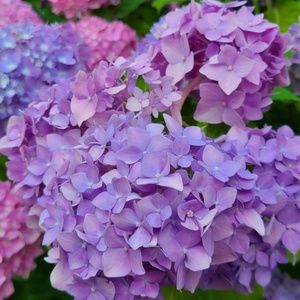 Meet your Posher, Anca